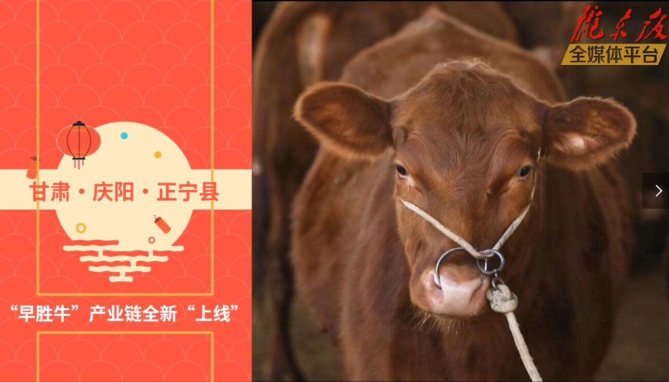 【慶陽視頻】目標(biāo)20萬頭！正寧縣打造西北肉牛養(yǎng)殖大縣