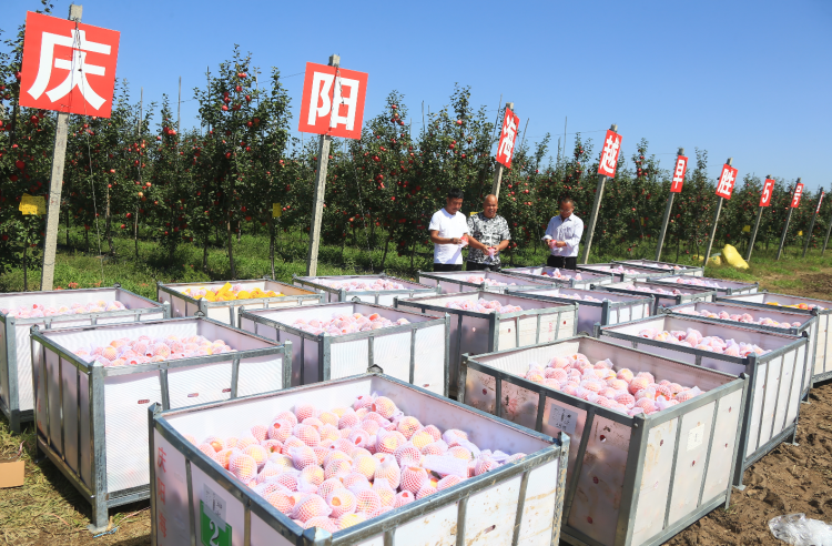 9月20日，慶陽海越農(nóng)業(yè)發(fā)展有限公司早勝基地蘋果喜獲豐收，吸引了外地客商前來采購。圖為客商正在查看果品。特約攝影 李建琪 攝
