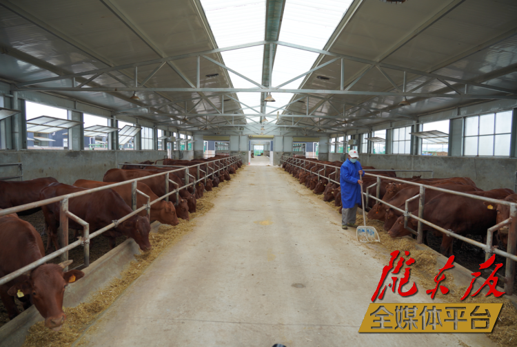 正寧縣正興現(xiàn)代農(nóng)牧千頭早勝牛繁育基地。本報記者 劉萍凝 攝