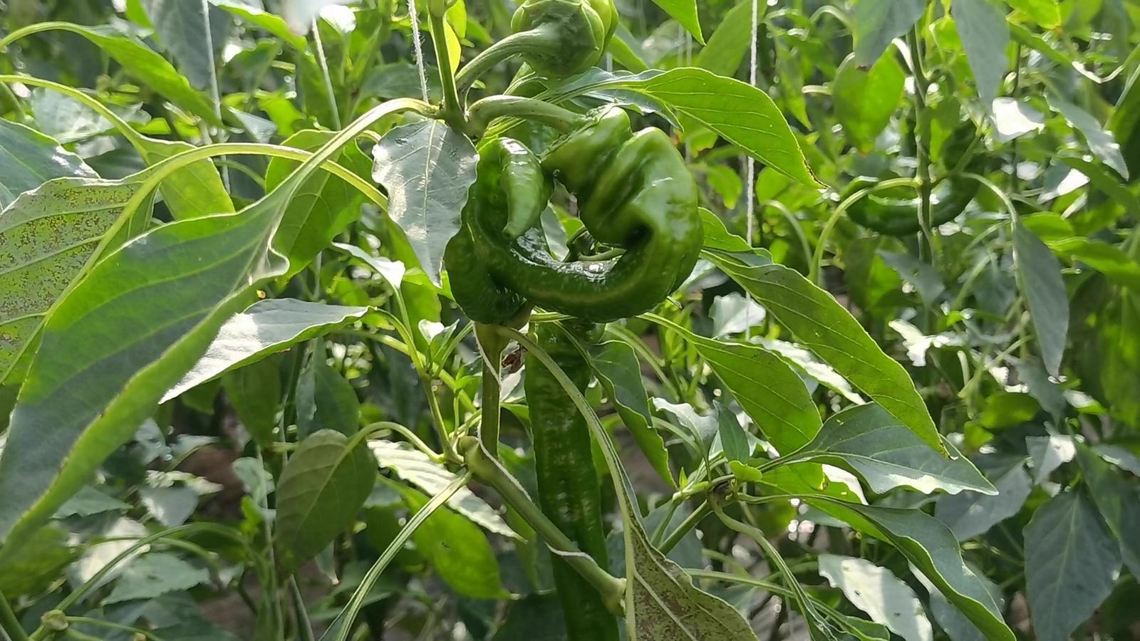 【春潮涌 繪新景丨寧縣篇】把“餐桌配菜”變成“致富主菜”！湘樂(lè)鎮(zhèn)奏響鄉(xiāng)村振興“椒”響曲
