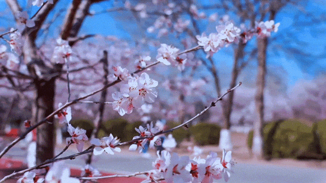 慶陽(yáng)的春日，舉目晴明，一路春暖花開(kāi)