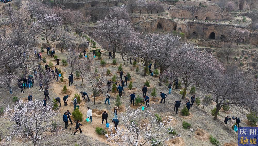 【攝影報道】再植新綠！慶陽市開展2025年義務(wù)植樹活動