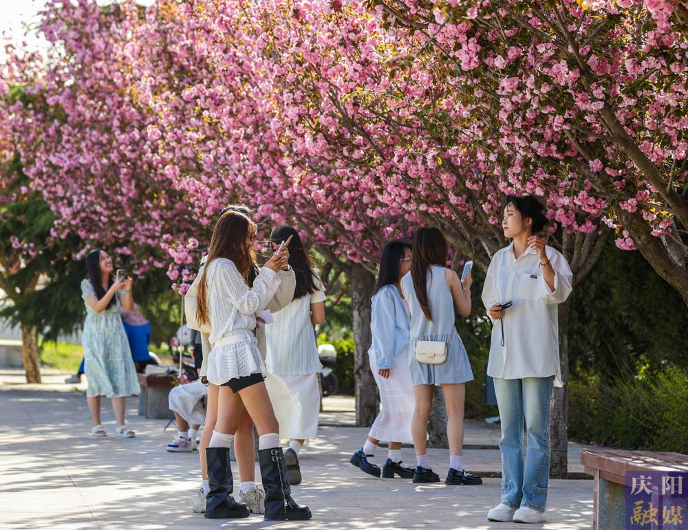 【攝影報道】 春日西峰，櫻花如詩，市民共赴浪漫花事