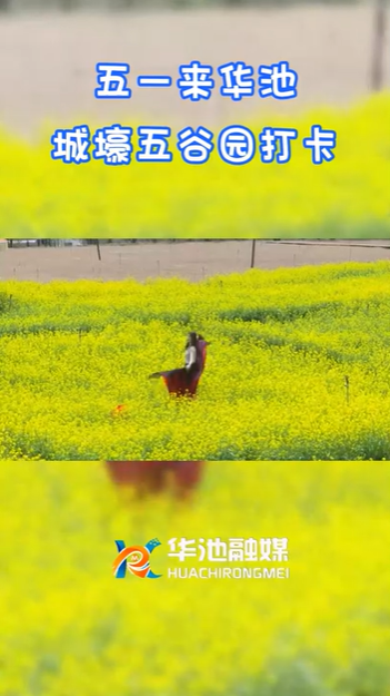 【五一游慶陽(yáng)】歡迎來(lái)華池城壕五谷園打卡??！