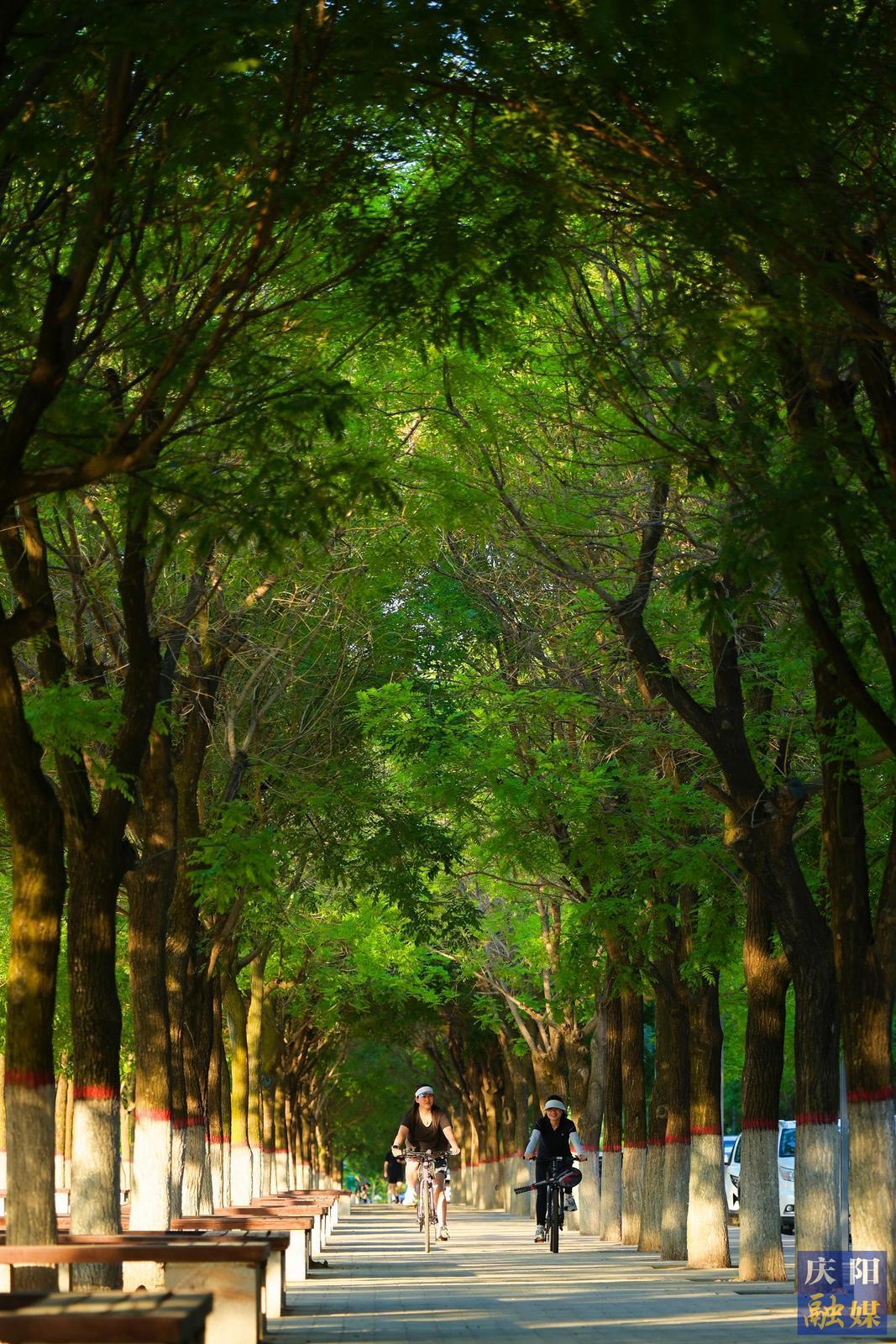 【大美慶陽】夏日林蔭