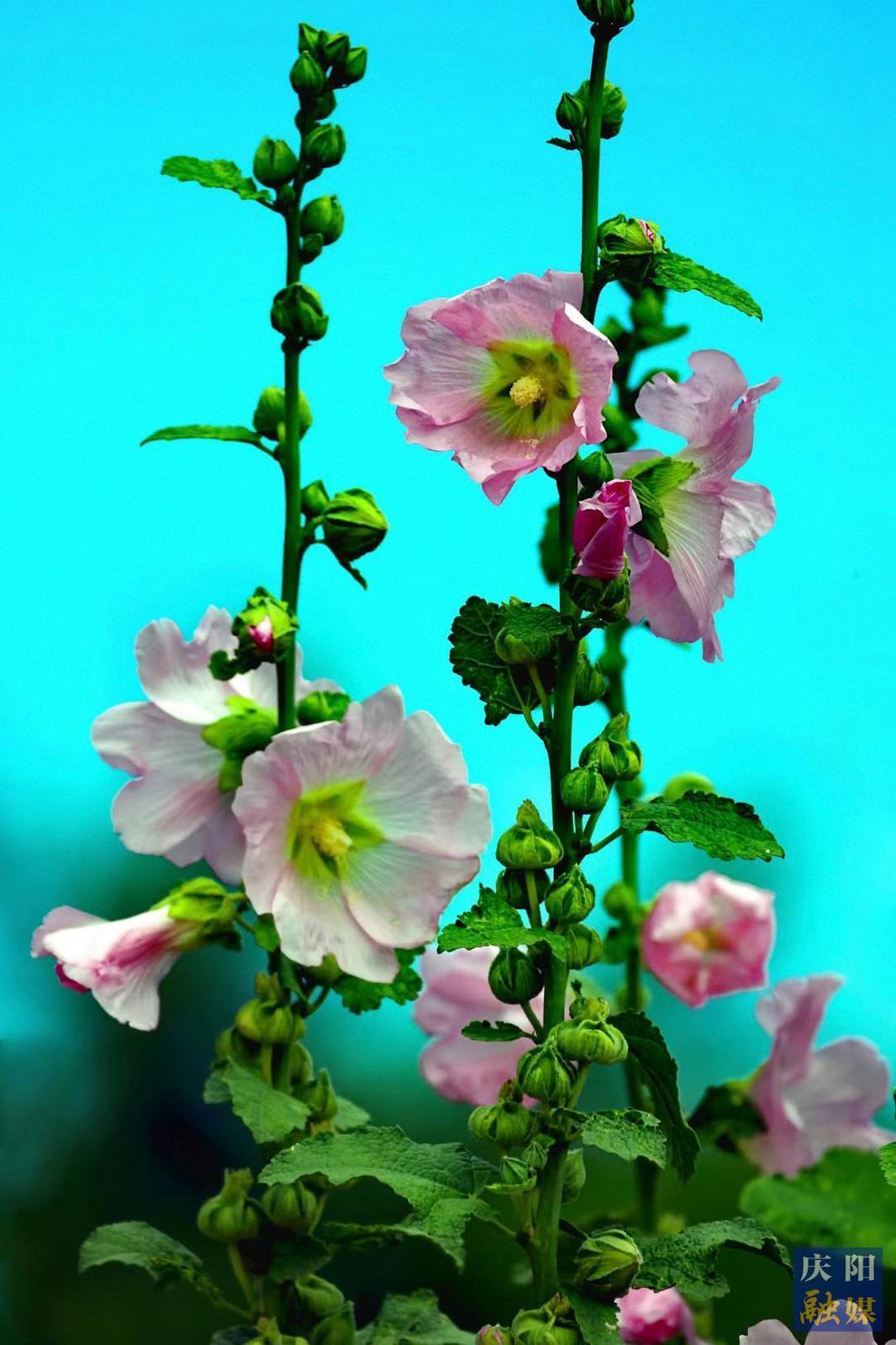 【大美慶陽】蜀葵花開